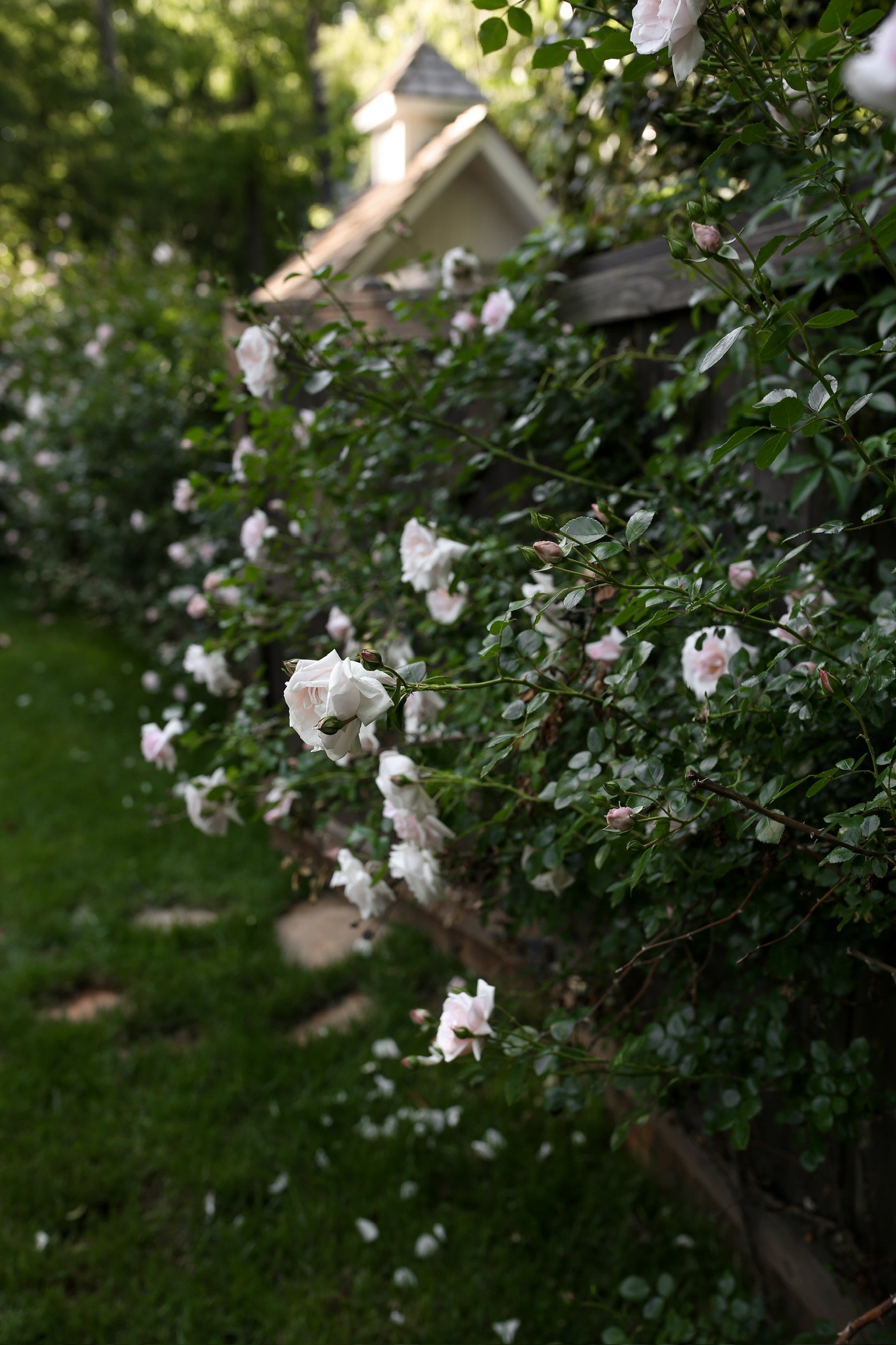 2P5A6986.JPG